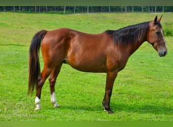 Fox trotter de Missouri, Caballo castrado, 8 años, 142 cm, Castaño rojizo