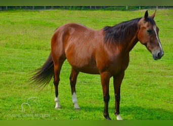 Fox trotter de Missouri, Caballo castrado, 8 años, 142 cm, Castaño rojizo