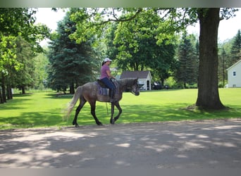 Fox trotter de Missouri, Caballo castrado, 8 años, 147 cm, Castaño rojizo