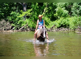 Fox trotter de Missouri, Caballo castrado, 8 años, 147 cm, Castaño rojizo