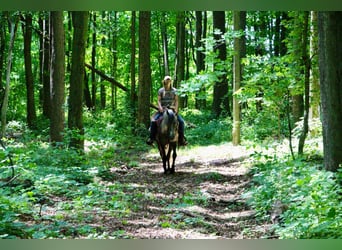 Fox trotter de Missouri, Caballo castrado, 8 años, 147 cm, Castaño rojizo