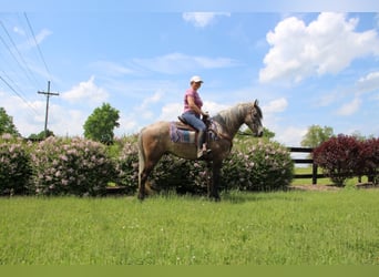 Fox trotter de Missouri, Caballo castrado, 8 años, 147 cm, Castaño rojizo