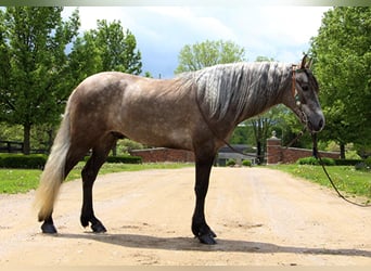 Fox trotter de Missouri, Caballo castrado, 8 años, 147 cm, Castaño rojizo