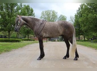 Fox trotter de Missouri, Caballo castrado, 8 años, 147 cm, Castaño rojizo