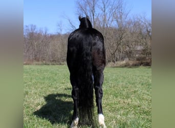 Fox trotter de Missouri, Caballo castrado, 8 años, 152 cm, Negro
