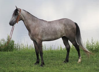 Fox trotter de Missouri, Caballo castrado, 8 años, 152 cm, Tordo rodado