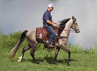 Fox trotter de Missouri, Caballo castrado, 8 años, 152 cm, Tordo rodado