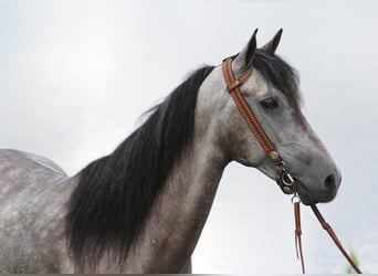 Fox trotter de Missouri, Caballo castrado, 8 años, 152 cm, Tordo rodado