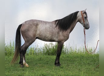 Fox trotter de Missouri, Caballo castrado, 8 años, 152 cm, Tordo rodado