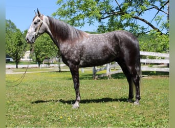 Fox trotter de Missouri, Caballo castrado, 8 años, 157 cm, Tordo rodado