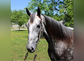 Fox trotter de Missouri, Caballo castrado, 8 años, 157 cm, Tordo rodado