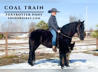 Fox trotter de Missouri, Caballo castrado, 8 años, Negro