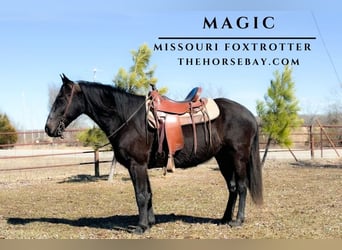 Fox trotter de Missouri, Caballo castrado, 9 años, 150 cm, Negro