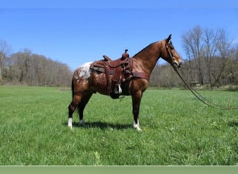 Fox trotter de Missouri, Caballo castrado, 9 años, 152 cm, Alazán rojizo