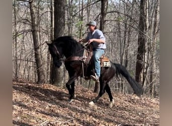 Fox trotter de Missouri, Caballo castrado, 9 años, 152 cm, Negro