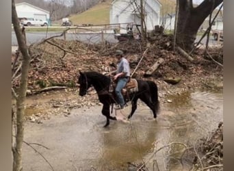 Fox trotter de Missouri, Caballo castrado, 9 años, 152 cm, Negro