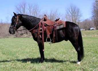 Fox trotter de Missouri, Caballo castrado, 9 años, 152 cm, Negro