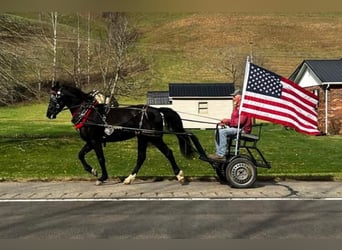 Fox trotter de Missouri, Caballo castrado, 9 años, 152 cm, Negro