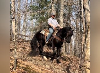 Fox trotter de Missouri, Caballo castrado, 9 años, 152 cm, Negro