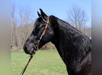 Fox trotter de Missouri, Caballo castrado, 9 años, 152 cm, Negro