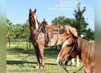 Fox trotter de Missouri, Caballo castrado, 9 años, 152 cm, Ruano alazán