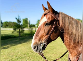 Fox trotter de Missouri, Caballo castrado, 9 años, 152 cm, Ruano alazán