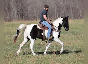 Fox trotter de Missouri, Caballo castrado, 9 años, 152 cm, Tobiano-todas las-capas