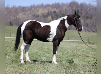 Fox trotter de Missouri, Caballo castrado, 9 años, 152 cm, Tobiano-todas las-capas