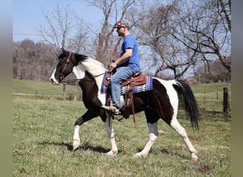 Fox trotter de Missouri, Caballo castrado, 9 años, 152 cm, Tobiano-todas las-capas