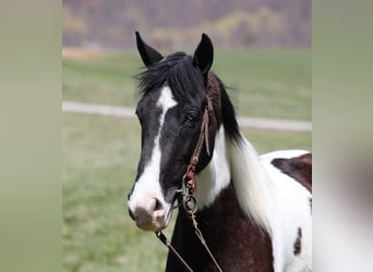 Fox trotter de Missouri, Caballo castrado, 9 años, 152 cm, Tobiano-todas las-capas