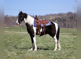 Fox trotter de Missouri, Caballo castrado, 9 años, 152 cm, Tobiano-todas las-capas