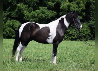 Fox trotter de Missouri, Caballo castrado, 9 años, 152 cm, Tobiano-todas las-capas