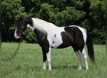 Fox trotter de Missouri, Caballo castrado, 9 años, 152 cm, Tobiano-todas las-capas