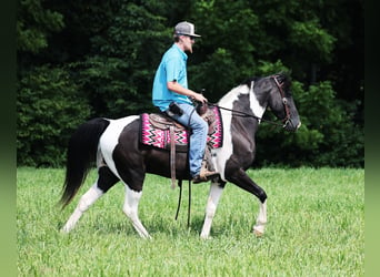 Fox trotter de Missouri, Caballo castrado, 9 años, 152 cm, Tobiano-todas las-capas