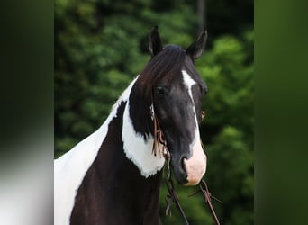 Fox trotter de Missouri, Caballo castrado, 9 años, 152 cm, Tobiano-todas las-capas