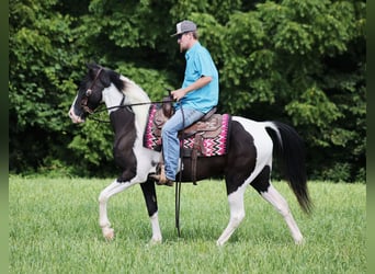 Fox trotter de Missouri, Caballo castrado, 9 años, 152 cm, Tobiano-todas las-capas