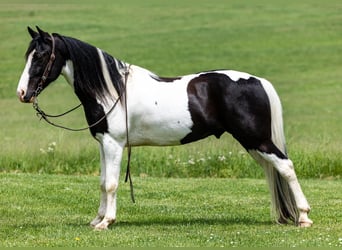 Fox trotter de Missouri, Caballo castrado, 9 años, 155 cm, Tobiano-todas las-capas