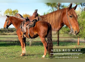 Fox trotter de Missouri, Caballo castrado, 9 años, 160 cm, Alazán rojizo