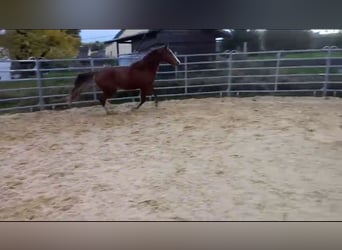 Fox trotter de Missouri, Semental, 4 años, 155 cm, Alazán