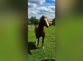 Fox trotter de Missouri, Semental, 4 años, 155 cm, Alazán