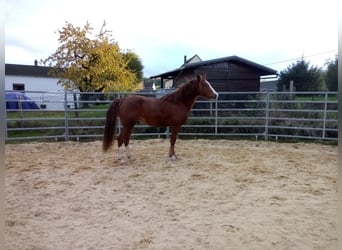 Fox trotter de Missouri, Semental, 4 años, 155 cm, Alazán