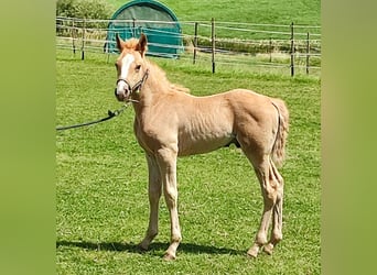 Fox trotter de Missouri, Semental, 4 años, 155 cm, Alazán