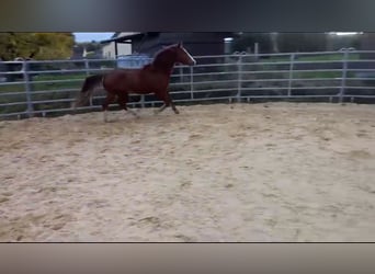 Fox trotter de Missouri, Semental, 4 años, 155 cm, Alazán