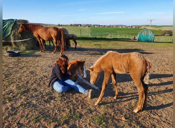 Fox trotter de Missouri, Semental, 4 años, 155 cm, Alazán