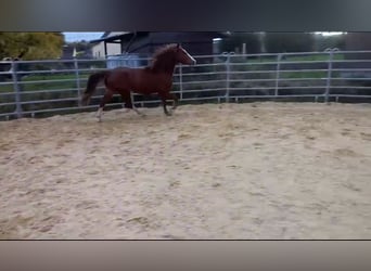 Fox trotter de Missouri, Semental, 4 años, 155 cm, Alazán