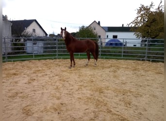 Fox trotter de Missouri, Semental, 4 años, 155 cm, Alazán