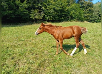 Fox trotter de Missouri, Semental, Potro (04/2024), 157 cm, Alazán