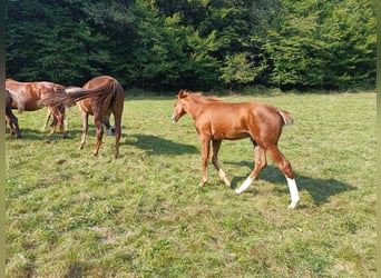 Fox trotter de Missouri, Semental, Potro (04/2024), 157 cm, Alazán