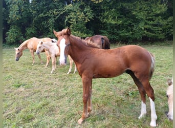 Fox trotter de Missouri, Semental, Potro (04/2024), 157 cm, Alazán