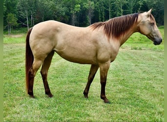 Fox trotter de Missouri, Yegua, 10 años, 142 cm, Buckskin/Bayo